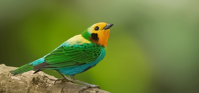 Observaci N De Aves En Per Blog Viagens Machu Picchu