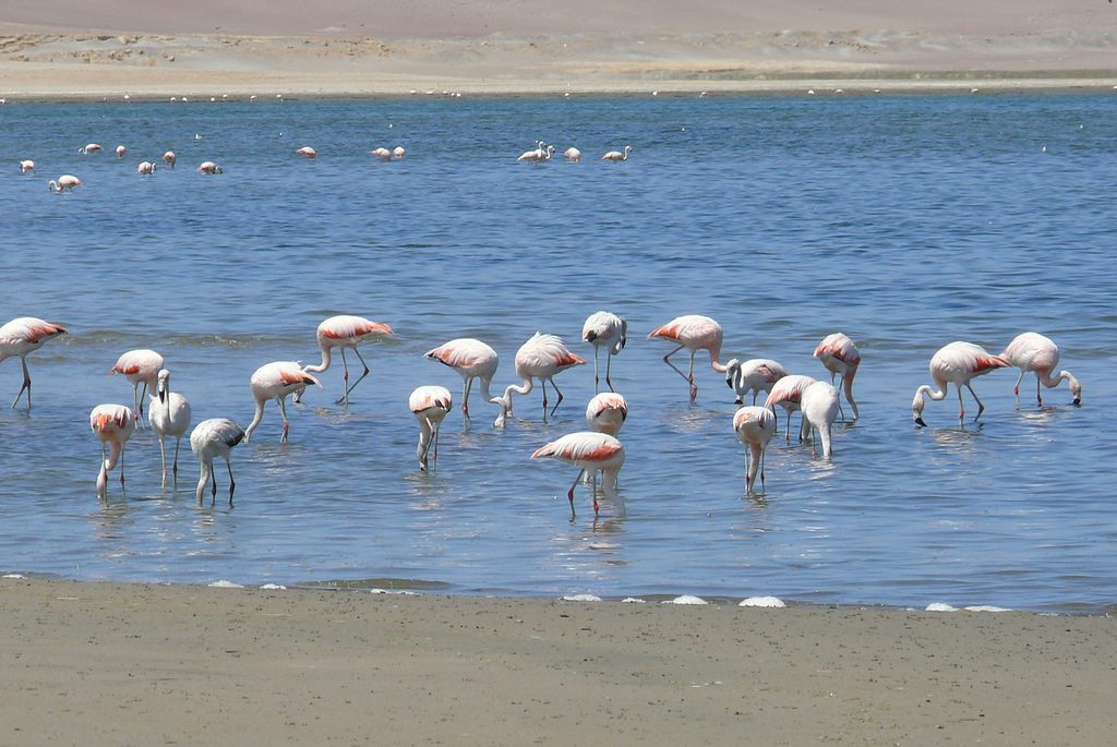 Lago na Reserva Nacional de Paracas - Peru