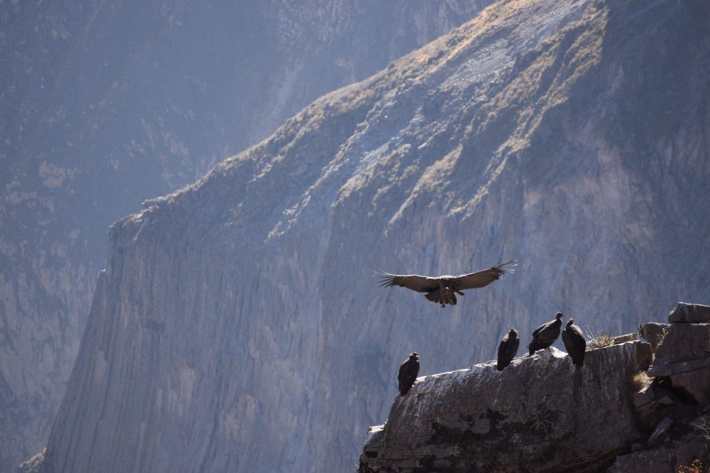 Blog Viagens Machu Picchu_Condor_photoby_esmeewinnubst_via_visualhunt