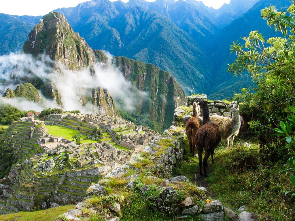 The llama is a famous South American animal.