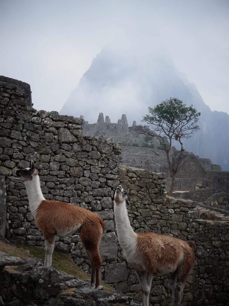 Foggy weather at the Machu Picchu citadel