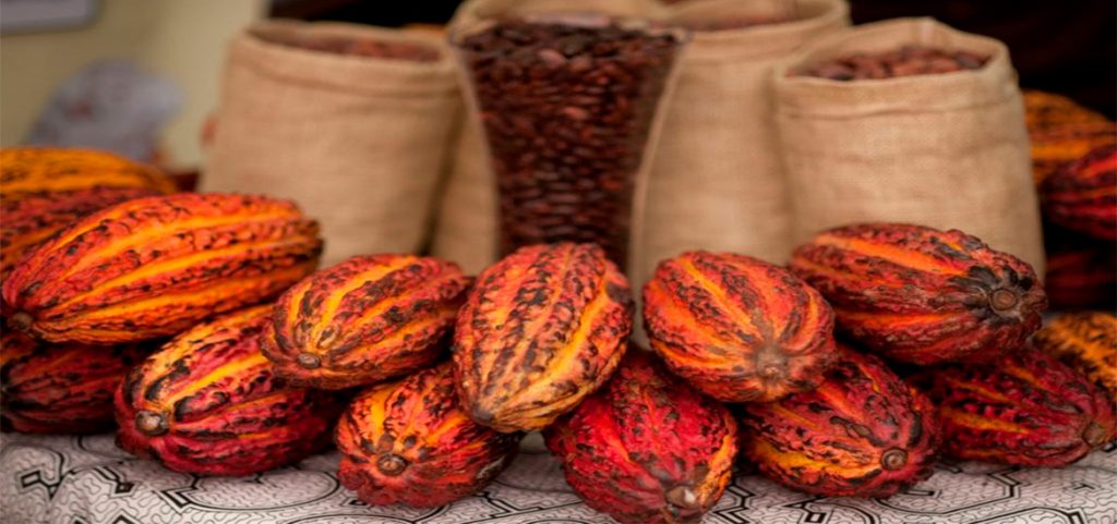 The Cocoa Route in Tocache, San Martín in Peru