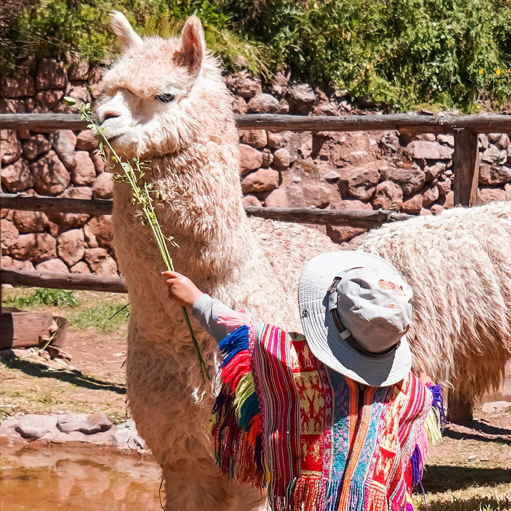 Niño con poncho tradicional alimenta a una alpaca en Awana Kancha