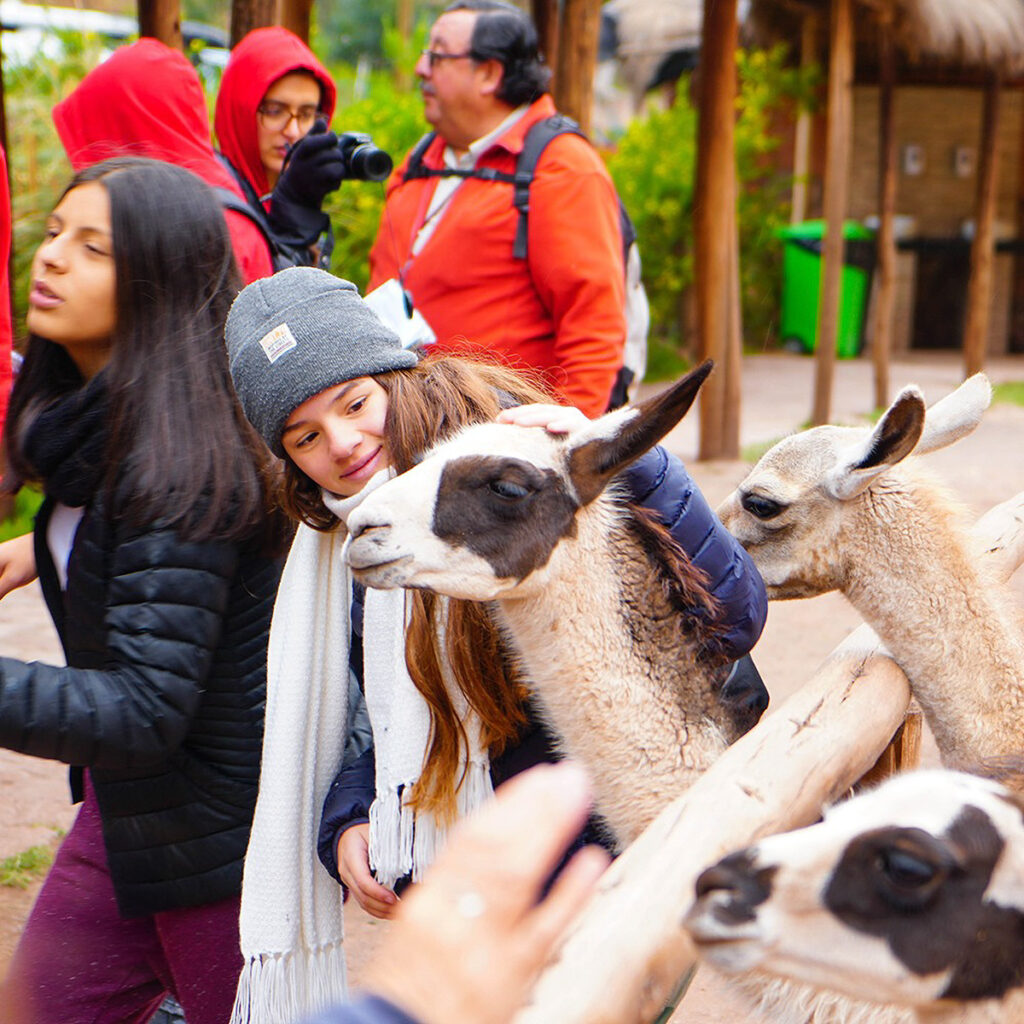 Visitantes interactúan con llamas en Awana Kancha, centro cultural andino cerca de Cusco