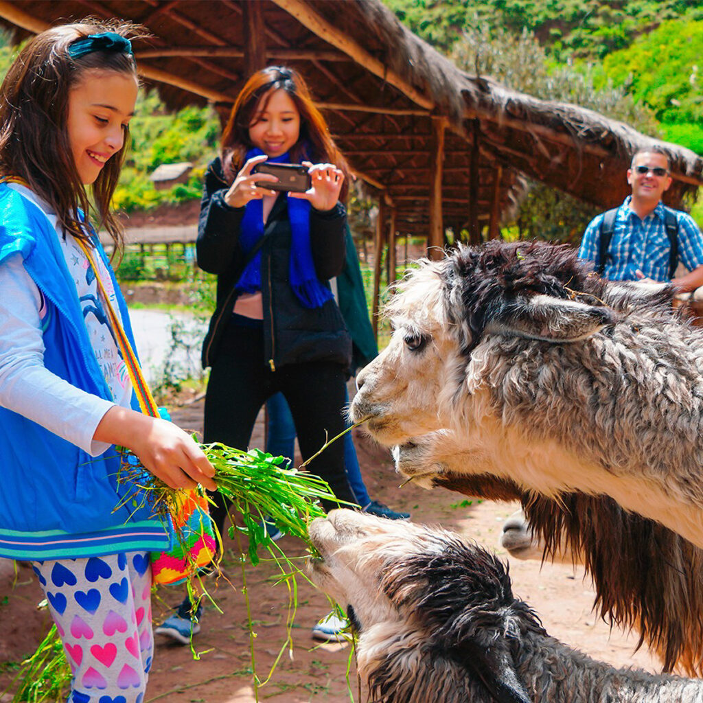 Niña alimenta a una alpaca en Awana Kancha mientras es fotografiada por visitantes