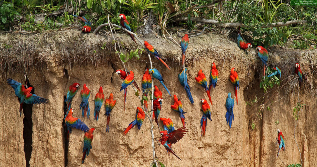 Grupo de guacamayos alimentándose en la Collpa Chuncho de Tambopata, posados sobre una pared de arcilla en plena selva amazónica