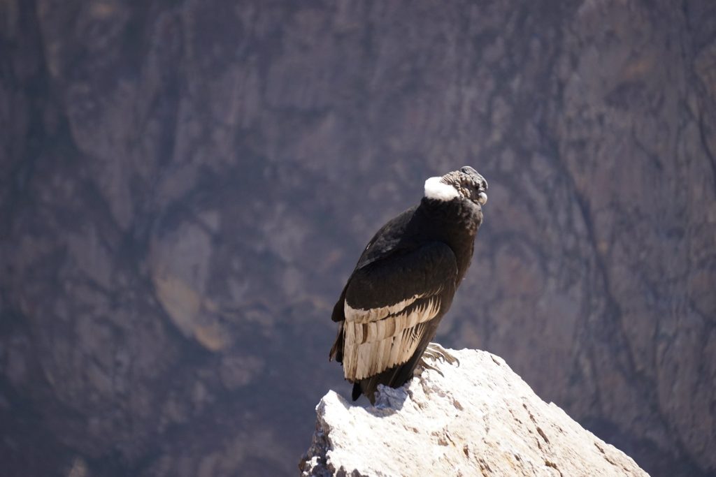 Imagen del condor andino, Imagem do condor andino, Image of the Andean condor