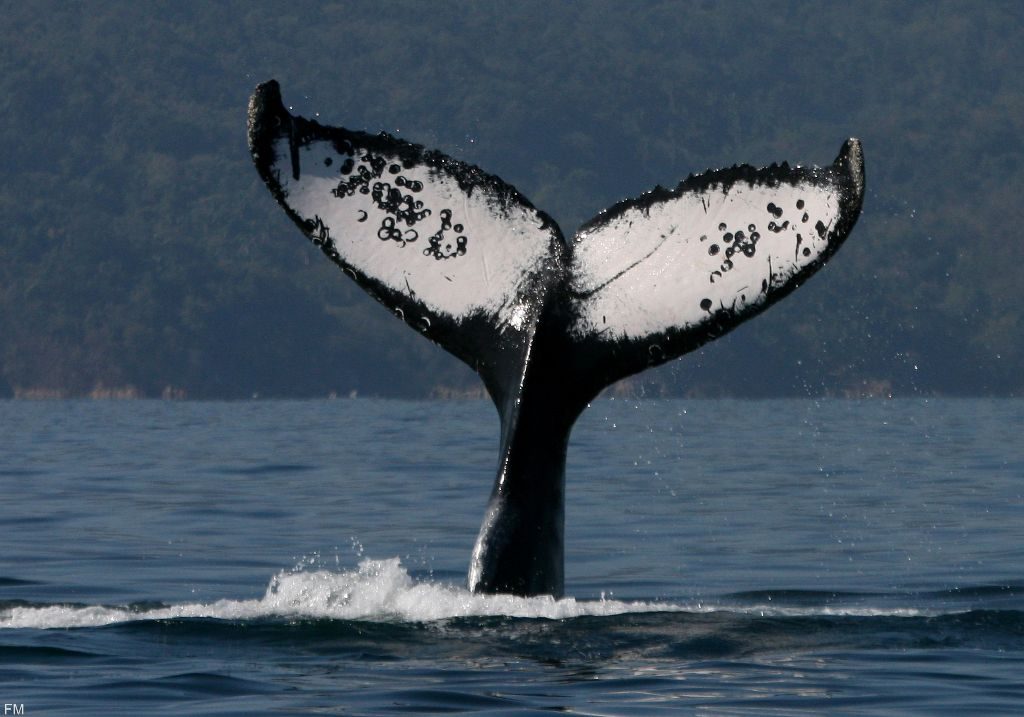 ballenas en peru, avistamiento de ballenas en peru