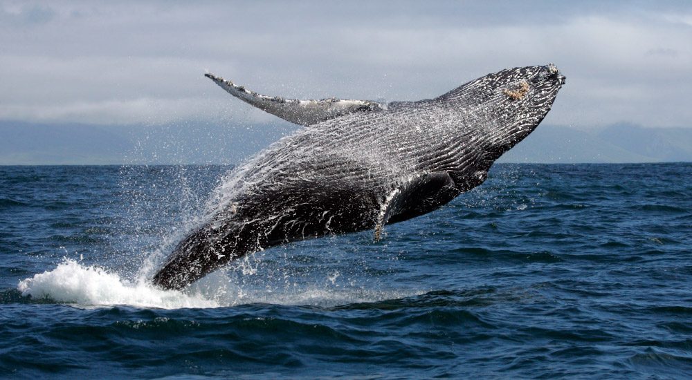 ballenas en peru, avistamiento de ballenas en peru