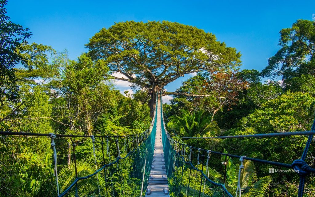 puente en bosque de la selva