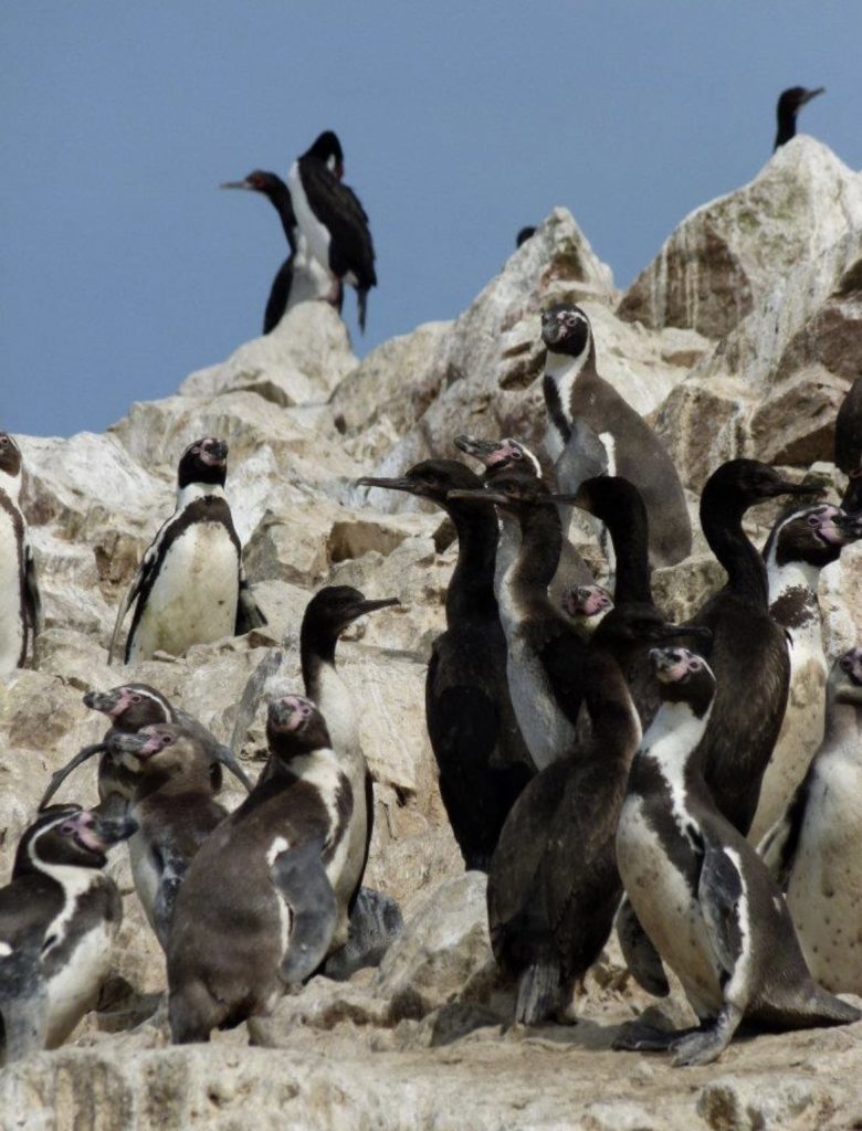 pinguinos en una roca