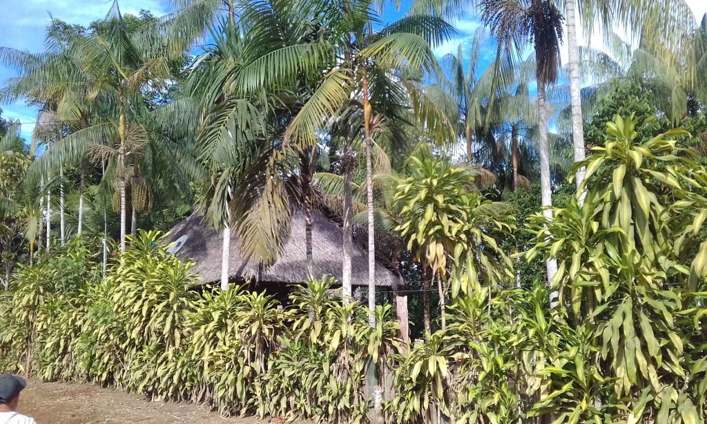 casa con tencho de paja en medio de la selva