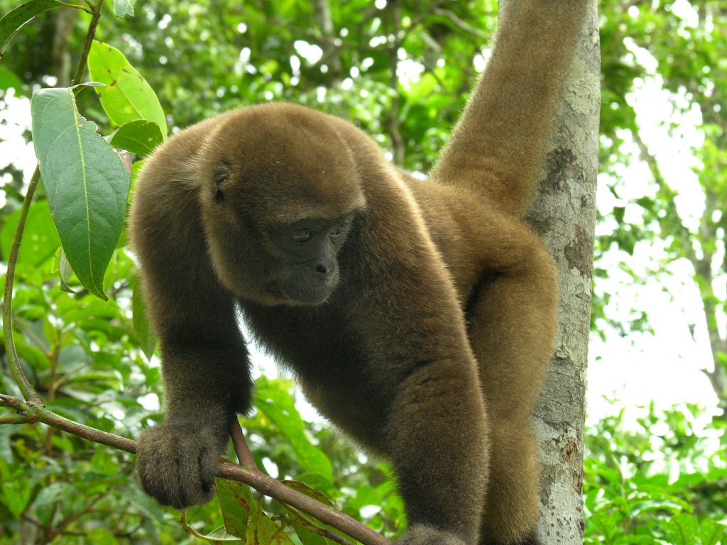 mono marron en rama