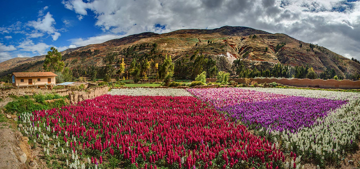 campo de flores