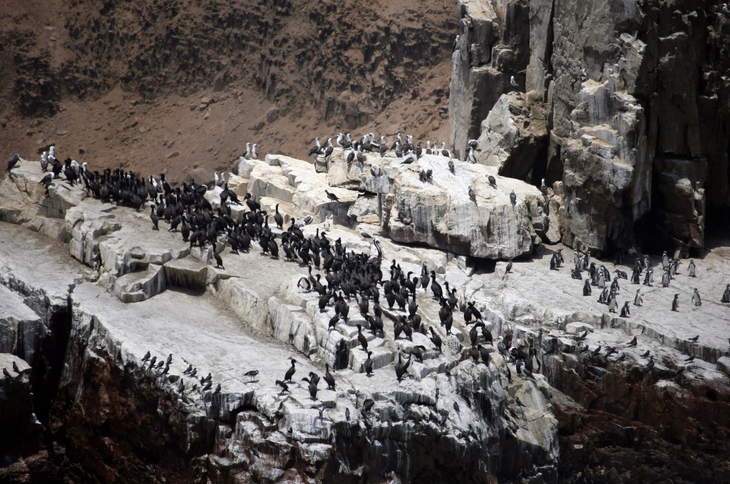 grupo de pinguinos