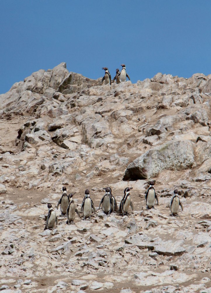 pinguinos sobre una roca