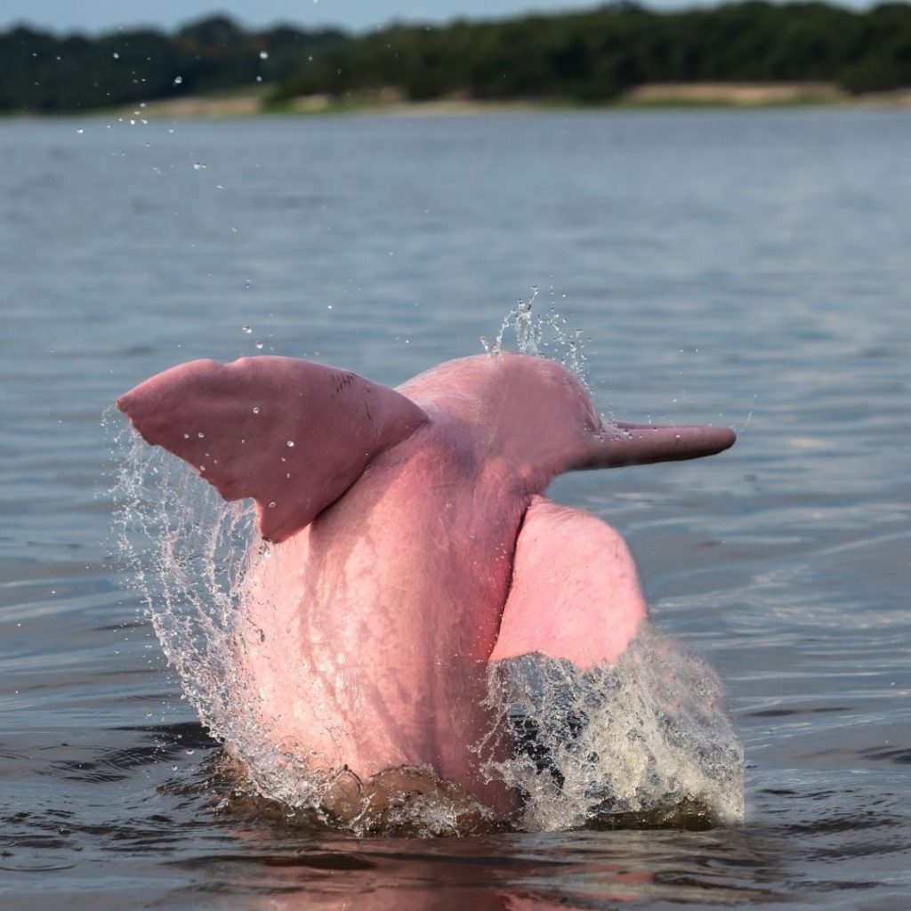 Delfin rosado del Amazonas Peruano, delfin rosado amazonico, delfin de rio