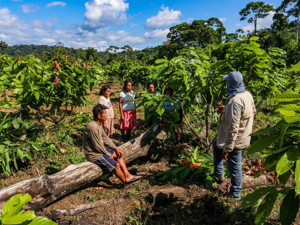 Productores de cacao reunidos en una cooperativa agrícola en la región San Martín, Perú