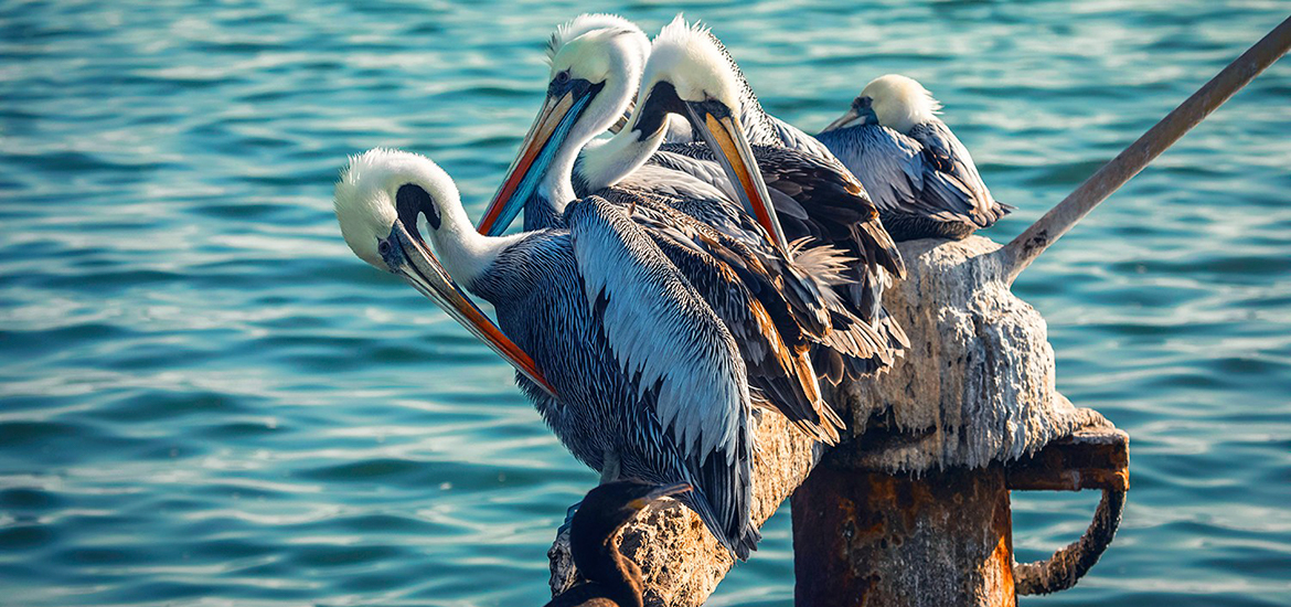 Fauna en la reserva nacional de Paracas, pelicanos en paracas