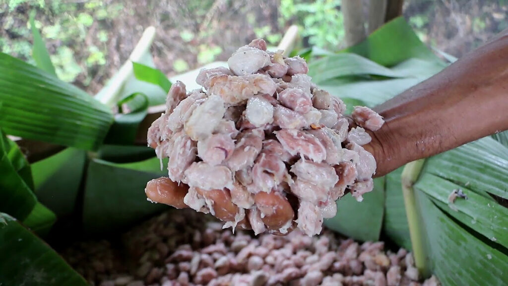 Granos de cacao fresco recién extraídos de la mazorca durante el inicio de la fermentación en Perú
