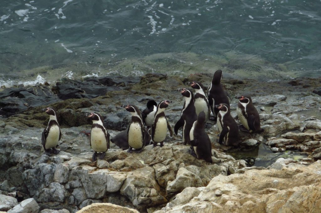 pinguinos de humboldt