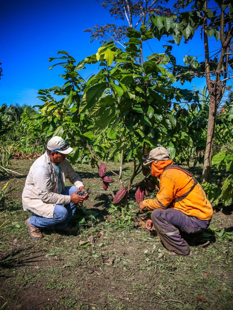 hombres cocechando cacao