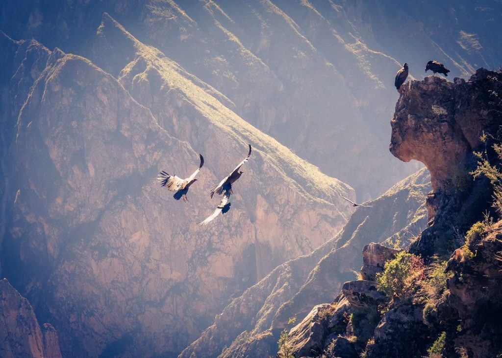 el condor andino en las montañas