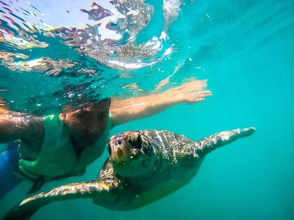 hombre nadando con tortugas