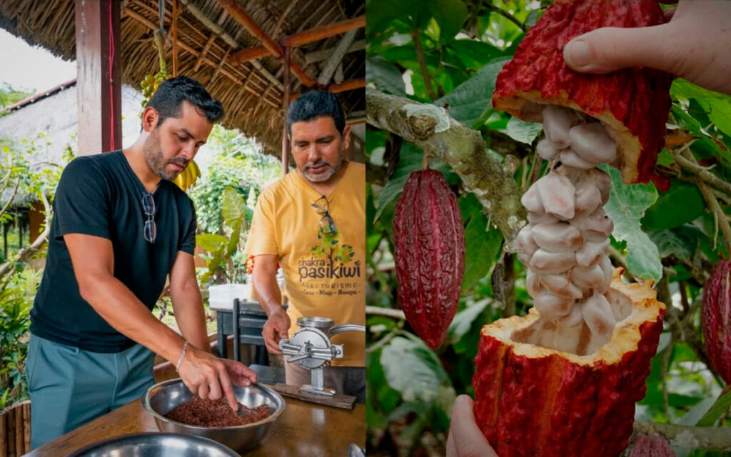 Visitantes participando en talleres de cacao y mazorca abierta con granos frescos en plantación de San Martín, Perú