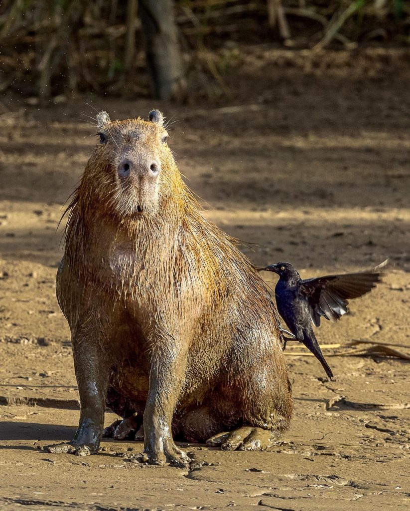 capibara junto a un ave