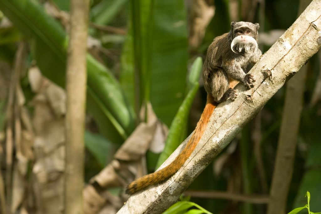 mono en las ramas