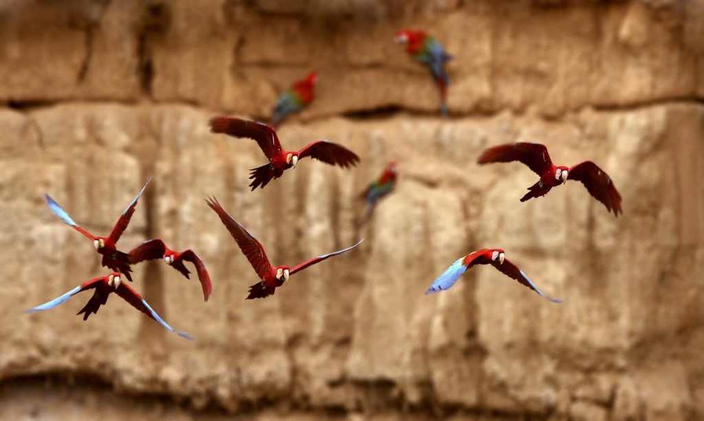 aves de color rojo