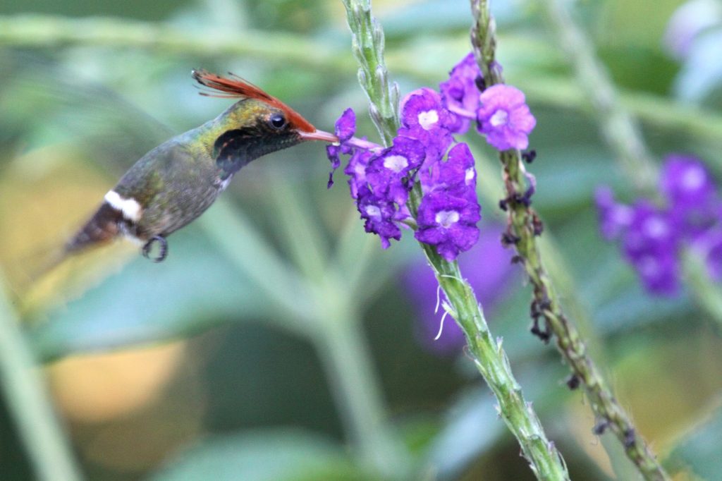 colibri en la selva 