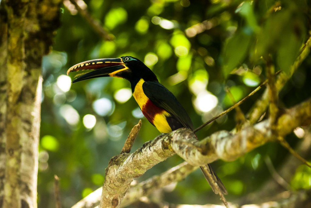 pajaro de color negro y amarillo