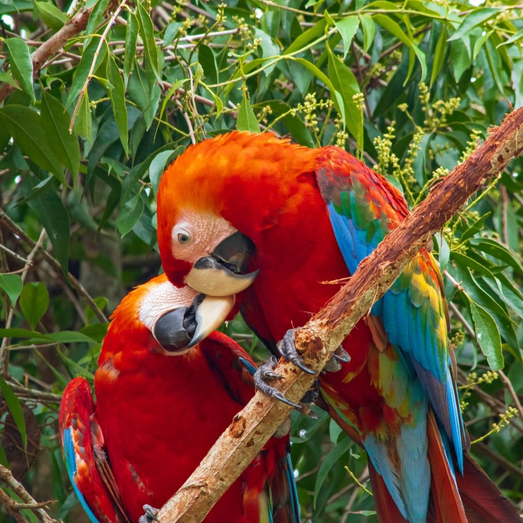 pajaros de color rojo y alaz azules y amarillas