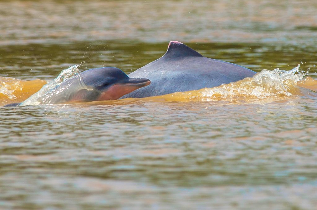 Delfines en la Reserva Nacional Pacaya Samiria