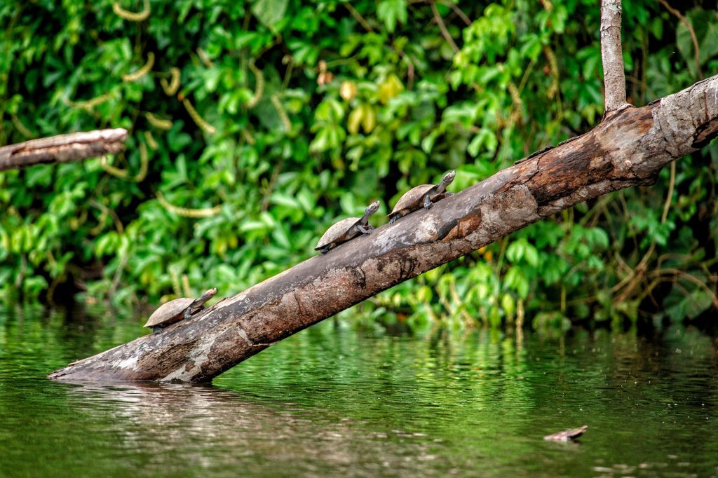 Tortugas en la reserva Nacional Pacaya Samiria
