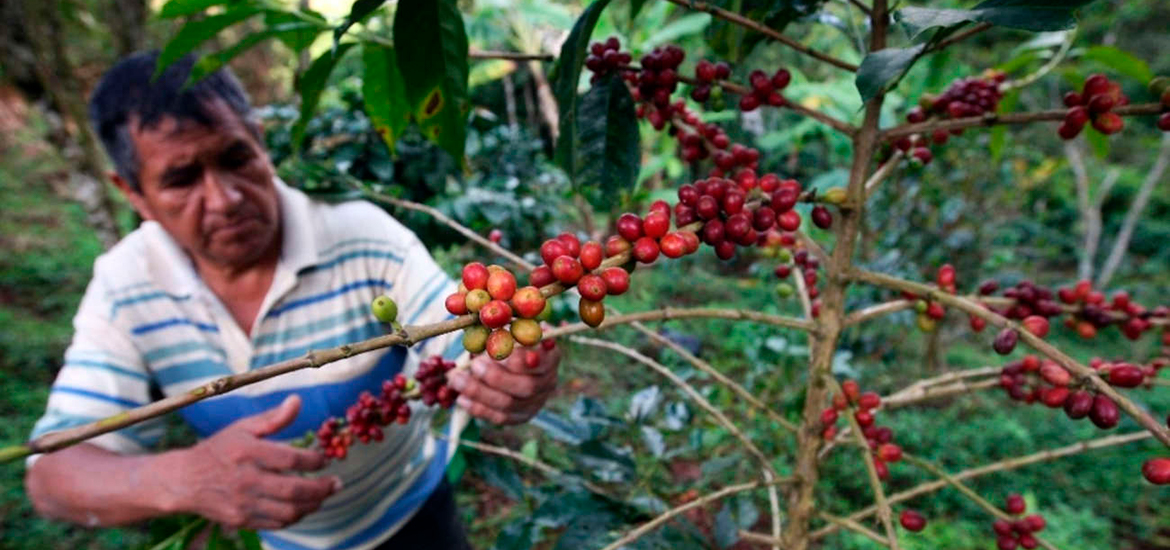 Plantaciones de cafe en la sierra Peruana