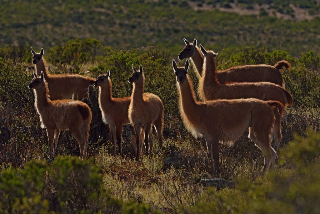 Guanaco, Reserva Nacional de Calipuy