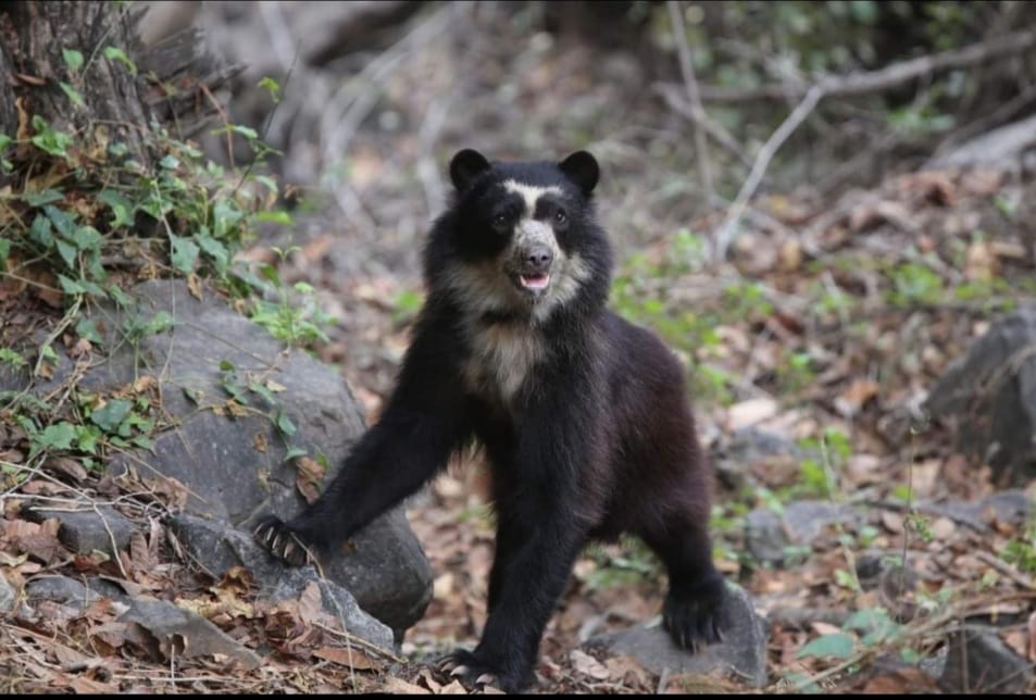 Oso de Anteojos, Reserva Nacional de Calipuy