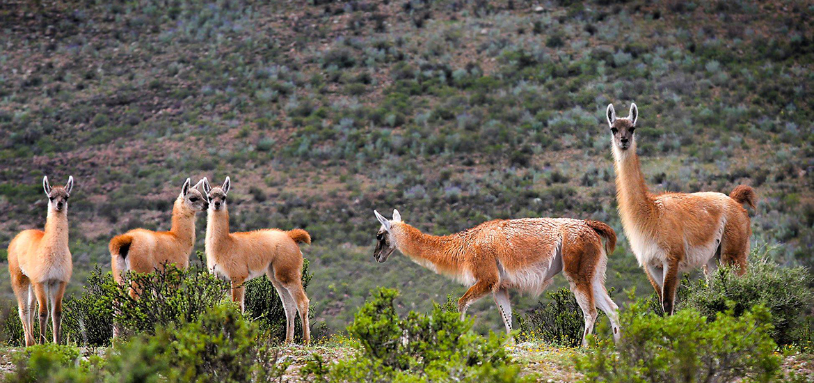 Reserva Nacional de Calipuy