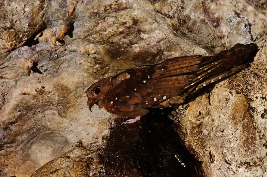 Guácharo posado en la roca dentro de la Cueva de las Lechuzas, ave nocturna de plumaje marrón con manchas blancas