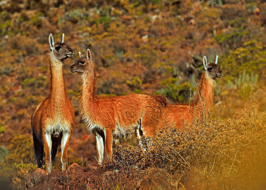 Guanacos en la Reserva Nacional Salinas y Aguada Blanca entre la vegetación altoandina