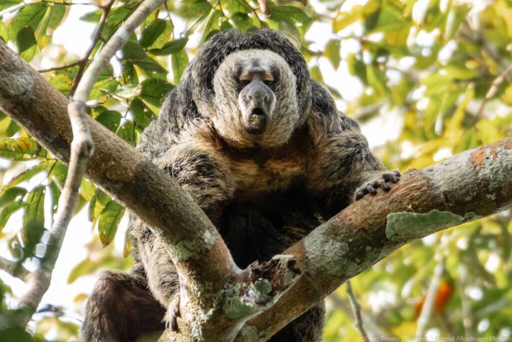 Huapo negro descansando sobre las ramas de un árbol en la Reserva Nacional Allpahuayo Mishana