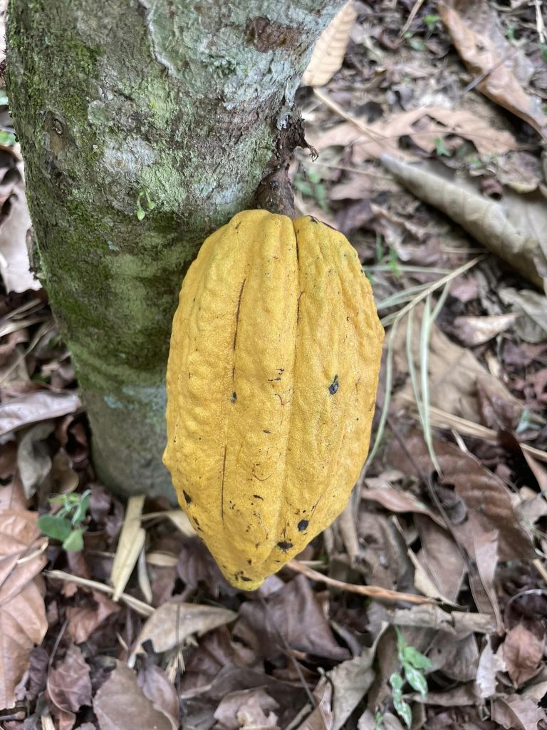 El cacao Peruano