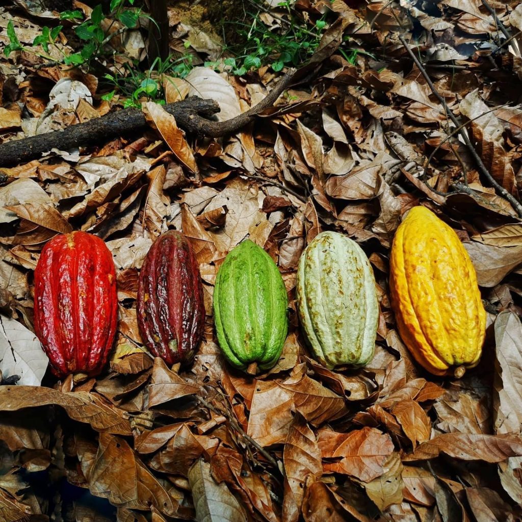 La ruta del Cacao