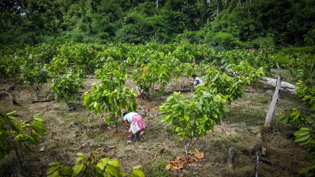 La ruta del Cacao en la selva Peruana