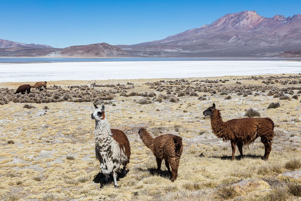 Llamas en los bofedales de la Reserva Nacional Salinas y Aguada Blanca con el volcán Ubinas al fondo