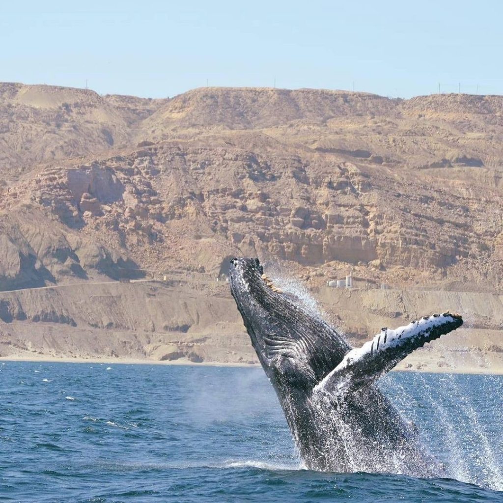 Avistamiento de Cetáceos en la costa norte del Perú