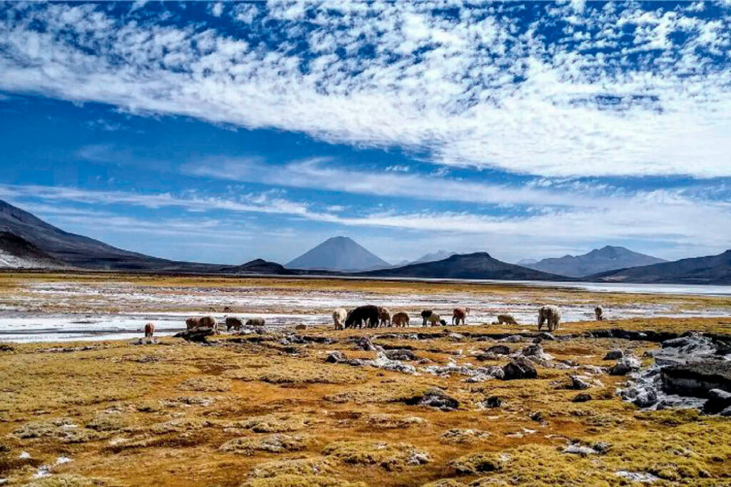 eserva Nacional Salinas y Aguada Blanca con bofedales y volcanes al fondo